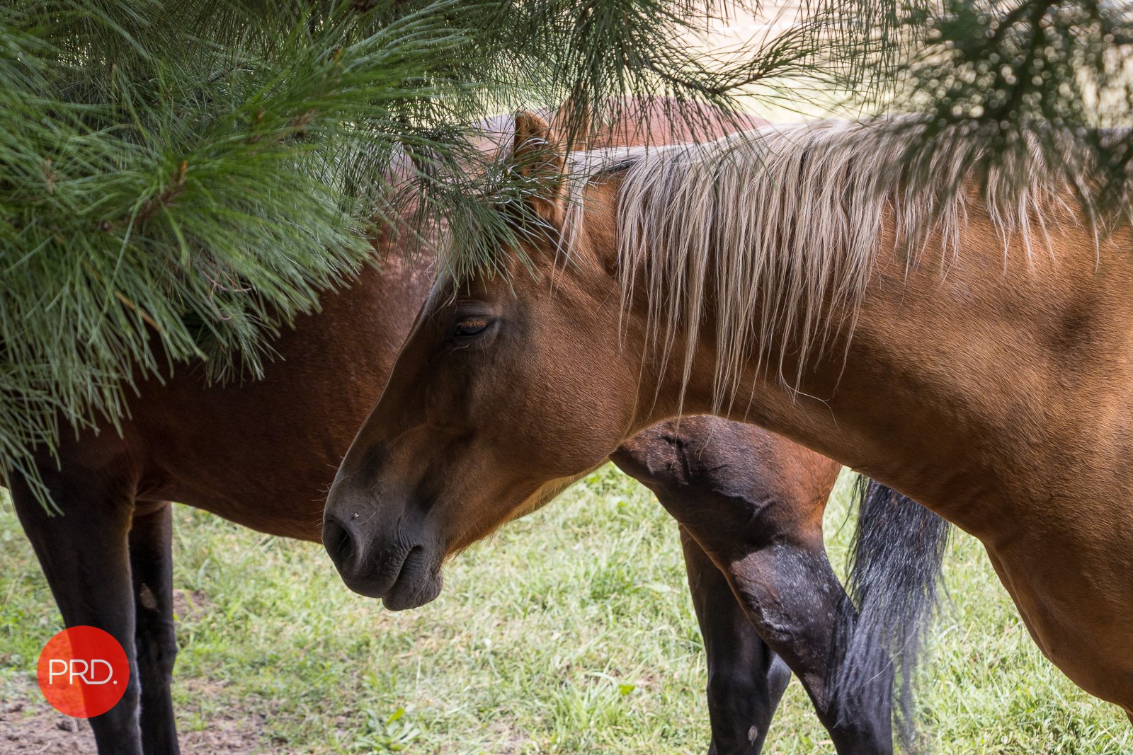 120 Cartwright Avenue SUTTON 28