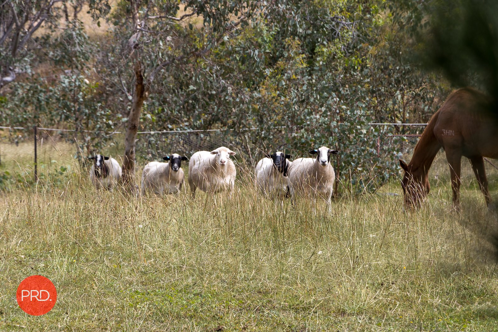 120 Cartwright Avenue SUTTON 29