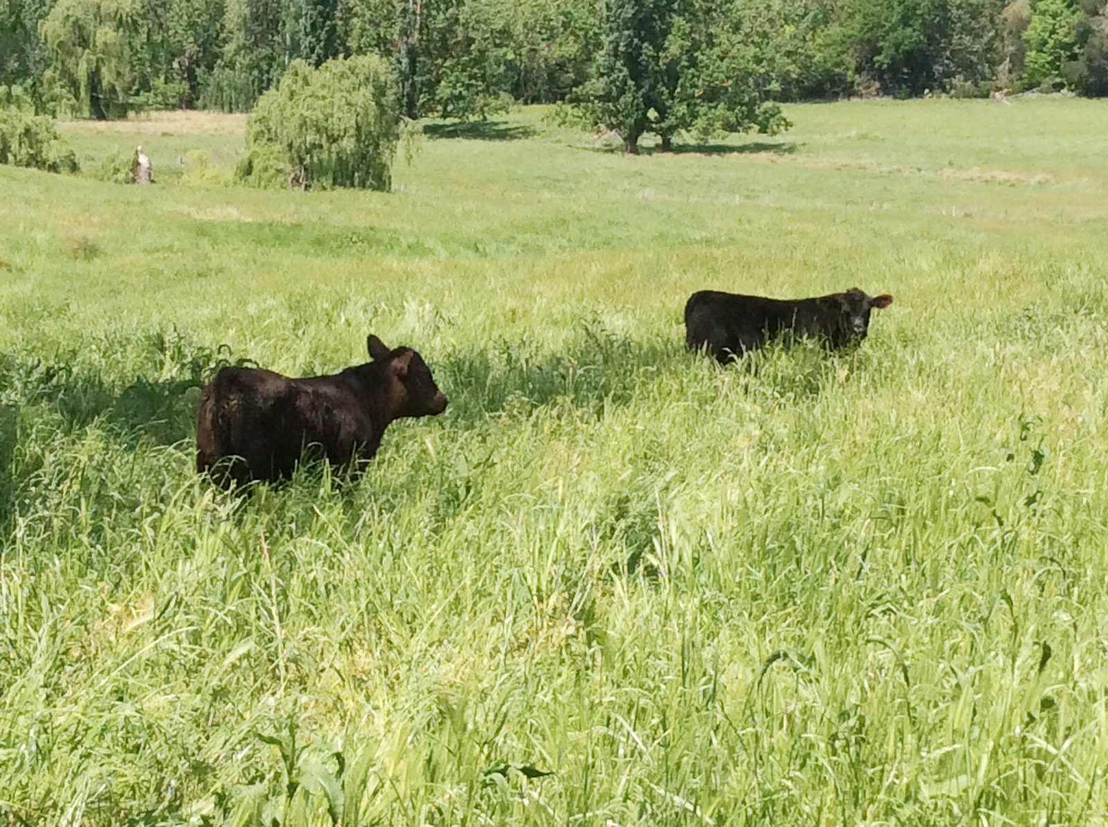 1223 Munderoo-Ournie Road TUMBARUMBA 20