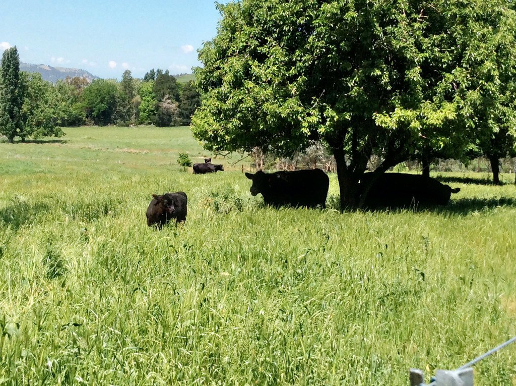 1223 Munderoo-Ournie Road TUMBARUMBA 21