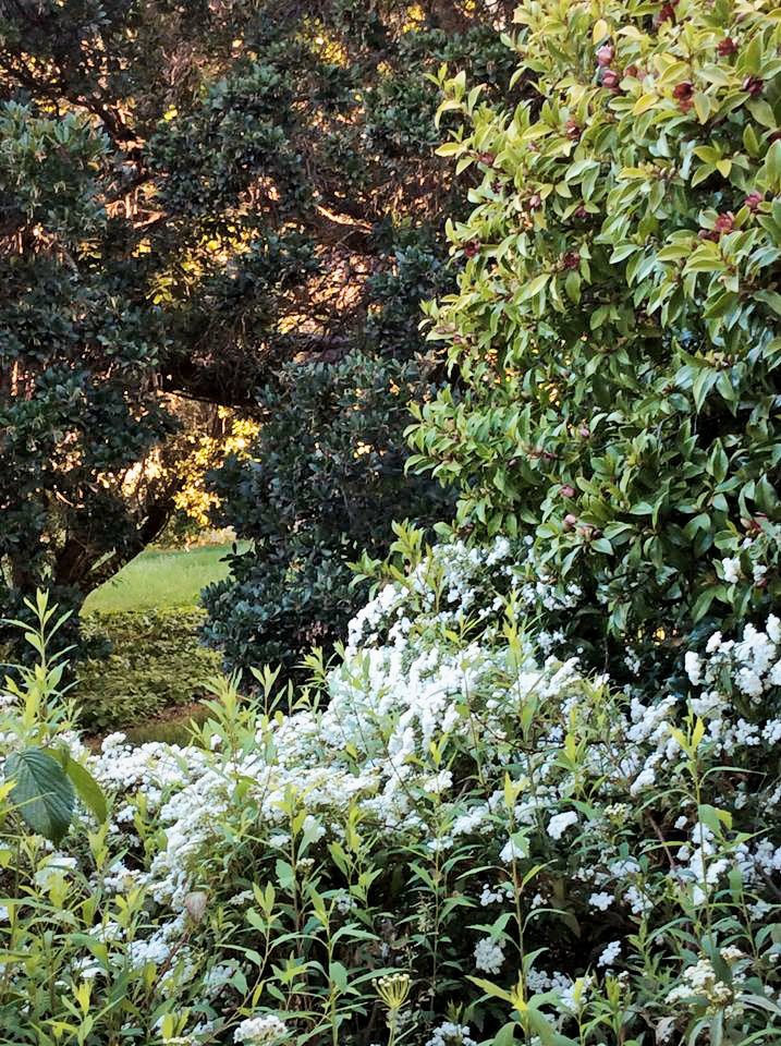 1223 Munderoo-Ournie Road TUMBARUMBA 23