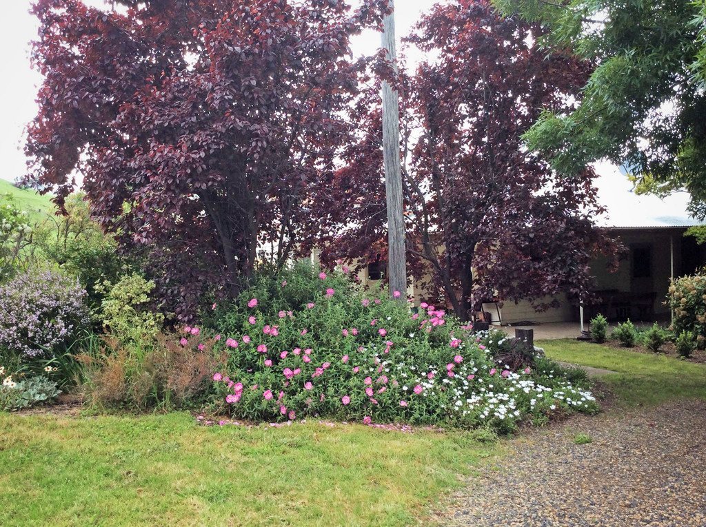 1223 Munderoo-Ournie Road TUMBARUMBA 26