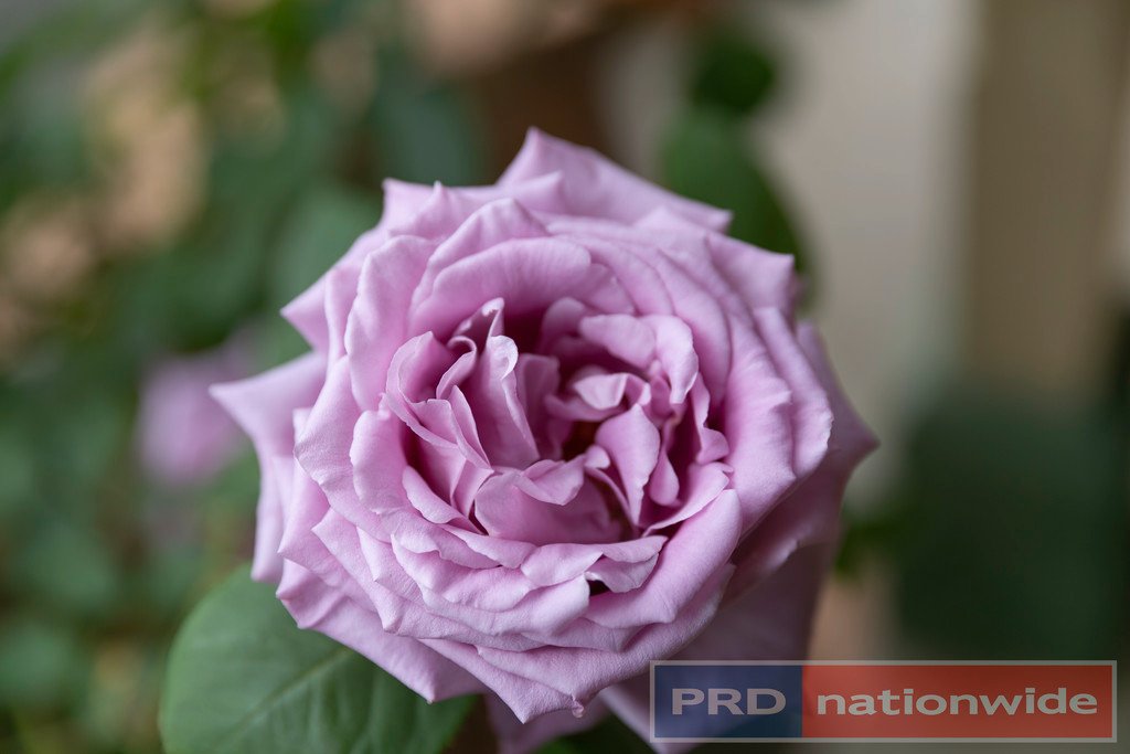 123 Kennedys Road SMYTHES CREEK 14