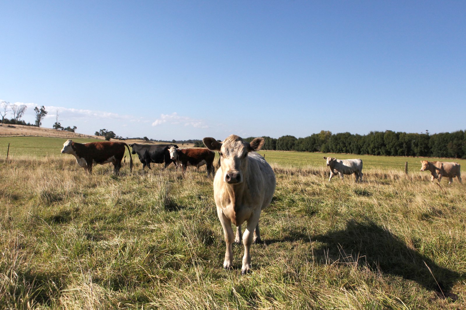 Real Estate and Property in 125 Cemetery Road, Tylden, VIC