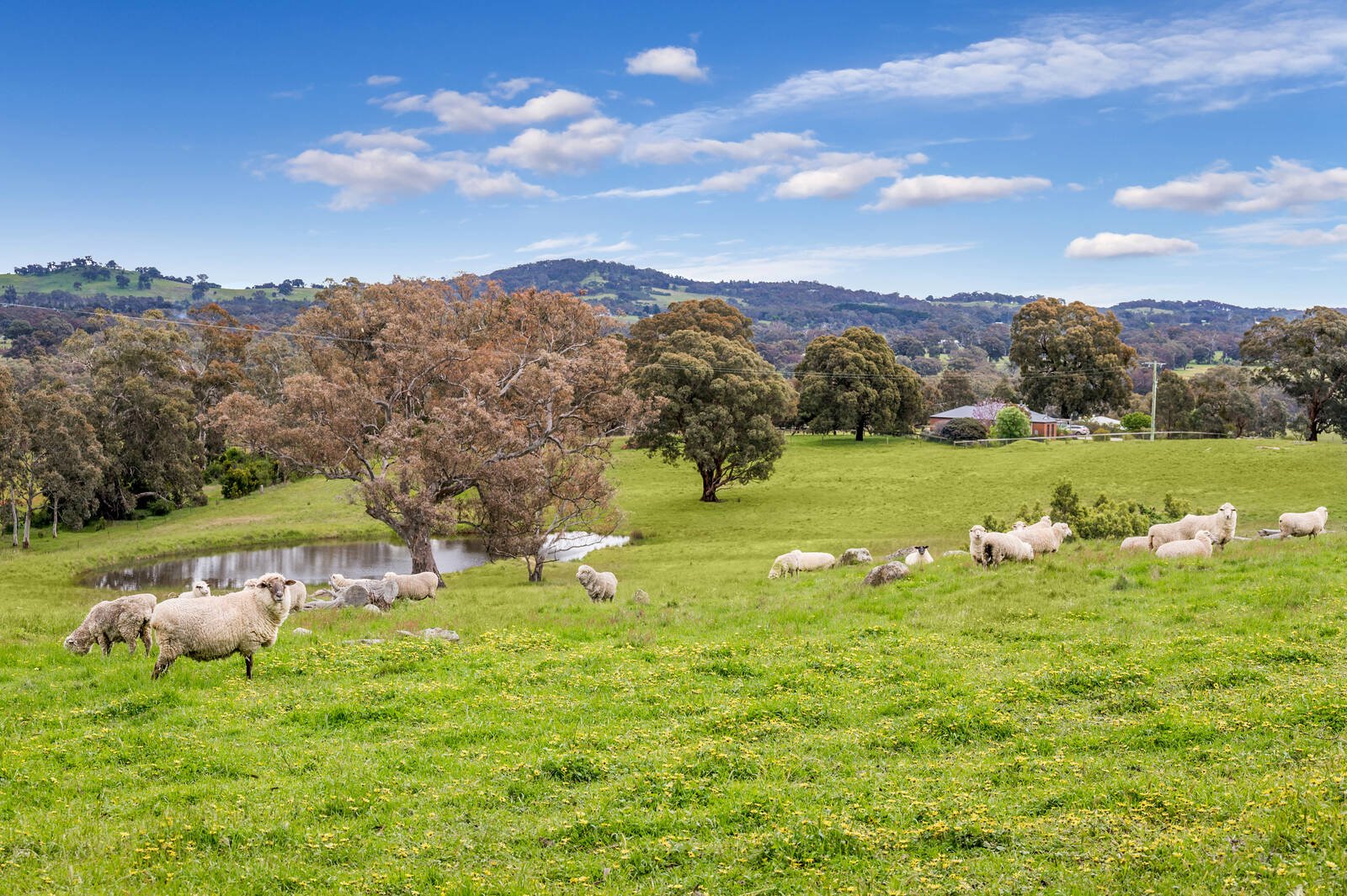 Real Estate and Property in 125 Cribbes Hill Road, Elphinstone, VIC