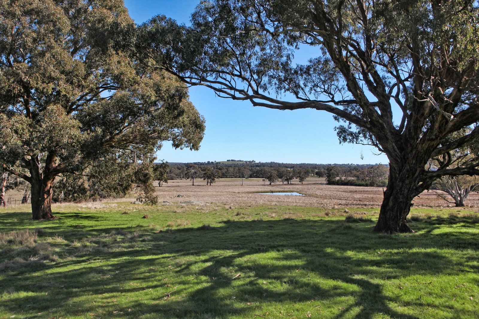 Real Estate and Property in 125 Cribbes Hill Road, Elphinstone, VIC