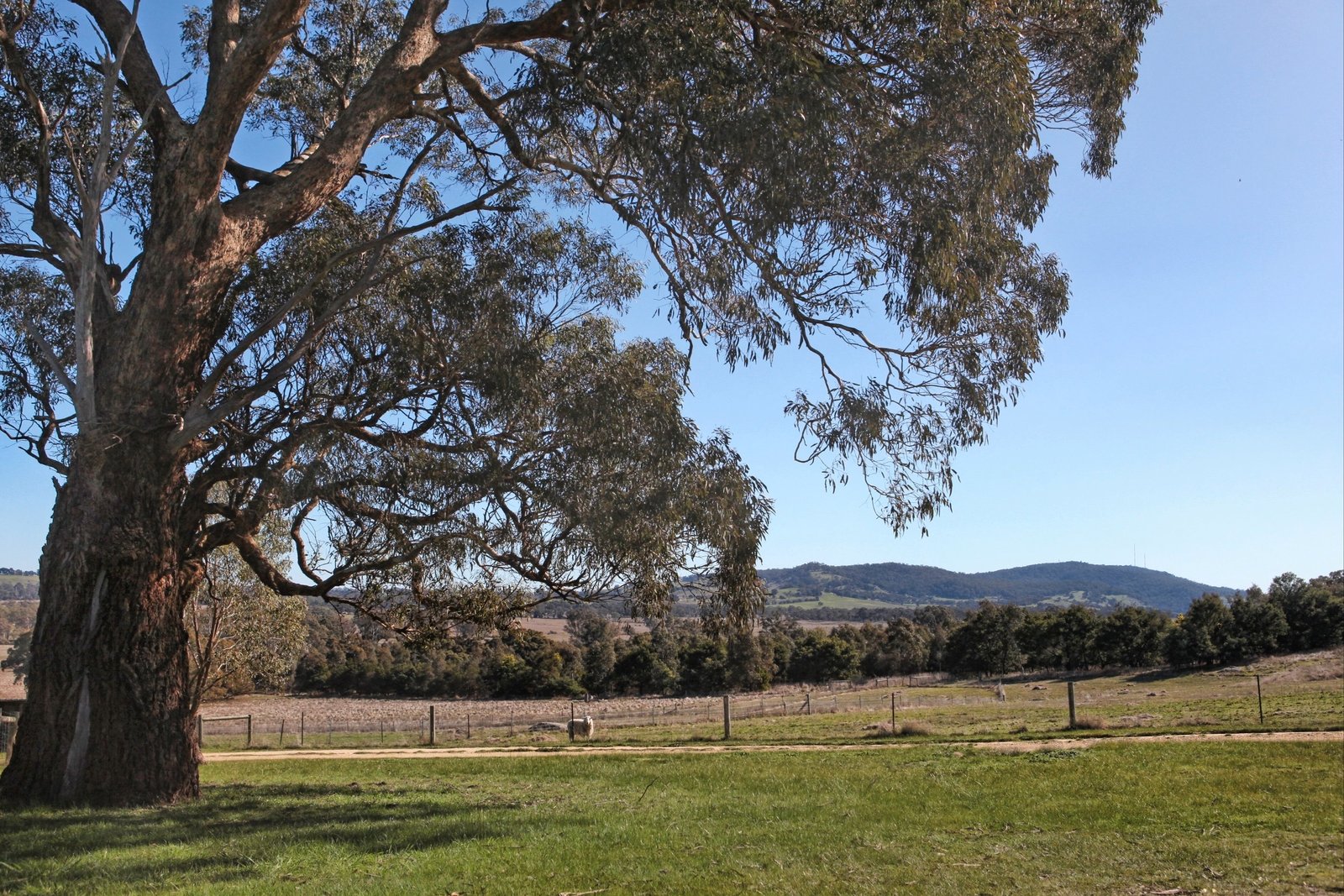 Real Estate and Property in 125 Cribbes Hill Road, Elphinstone, VIC