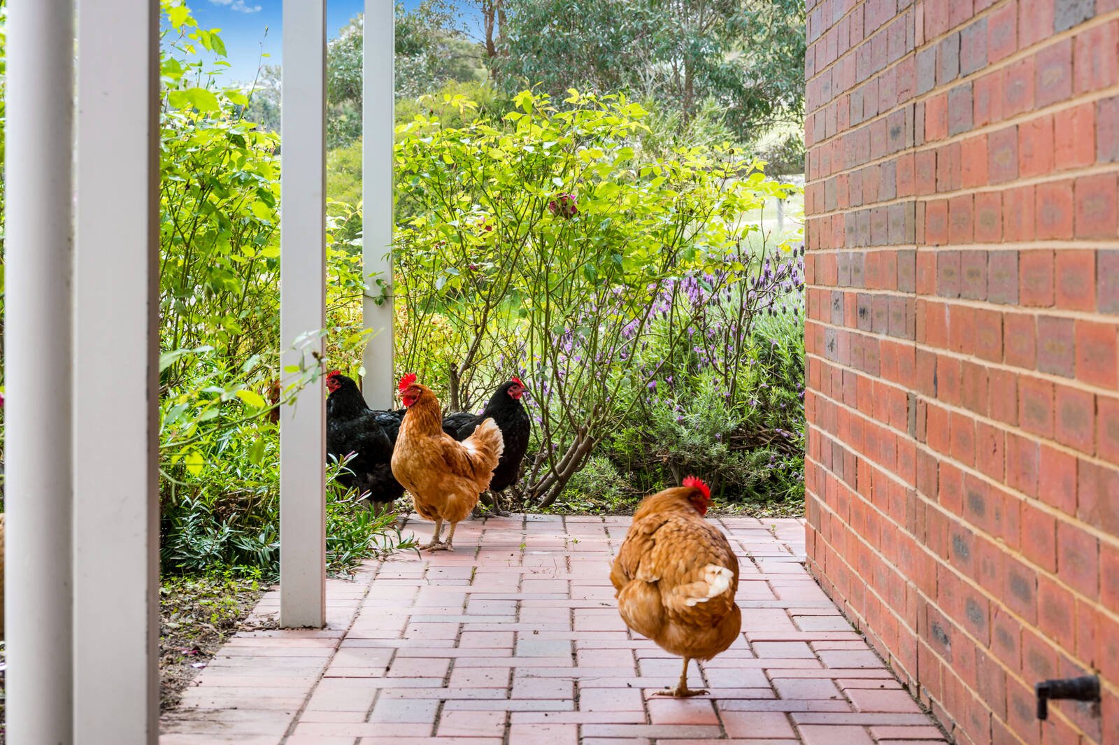 Real Estate and Property in 125 Cribbes Hill Road, Elphinstone, VIC