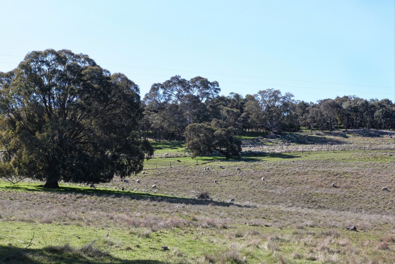 Real Estate and Property in 125 Cribbes Hill Road, Elphinstone, VIC