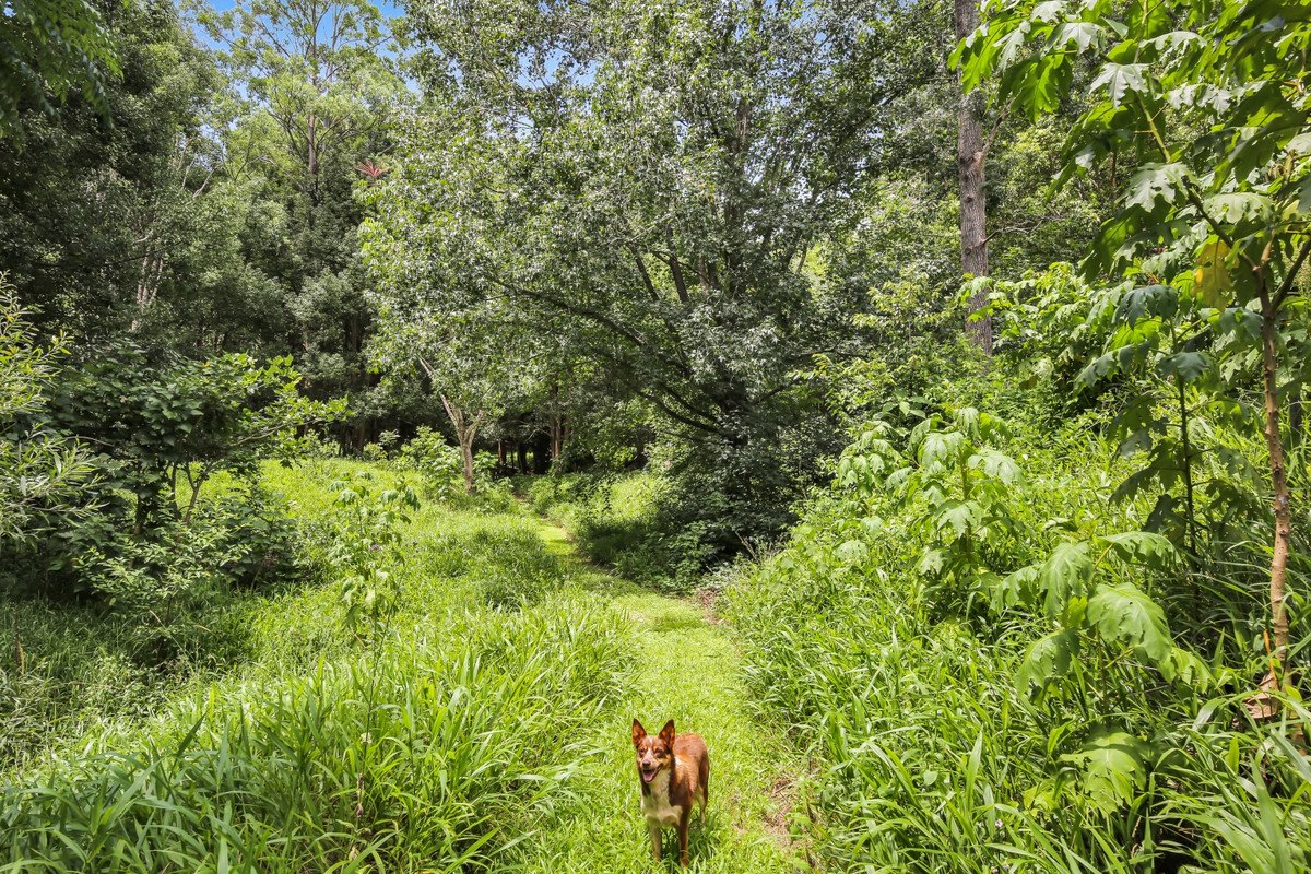 1263 Currumbin Creek Road Currumbin Valley 17