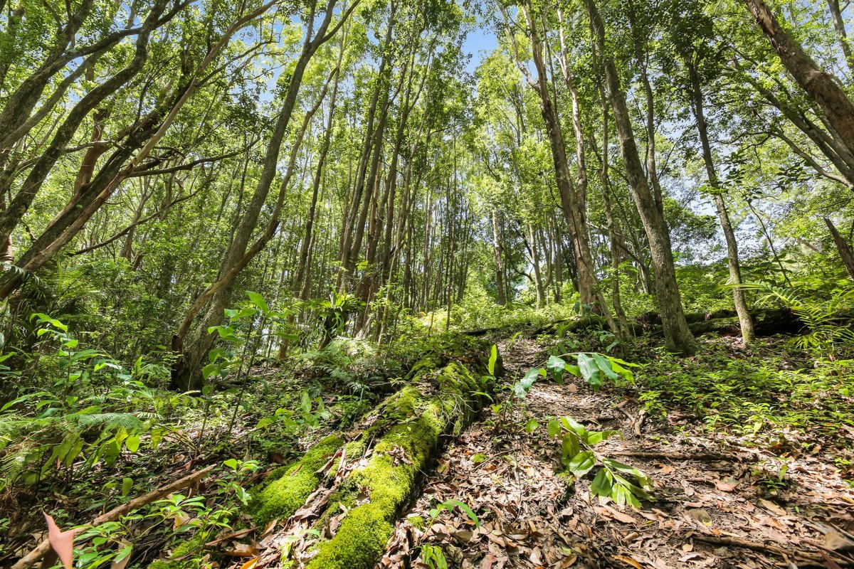 1263 Currumbin Creek Road Currumbin Valley 18