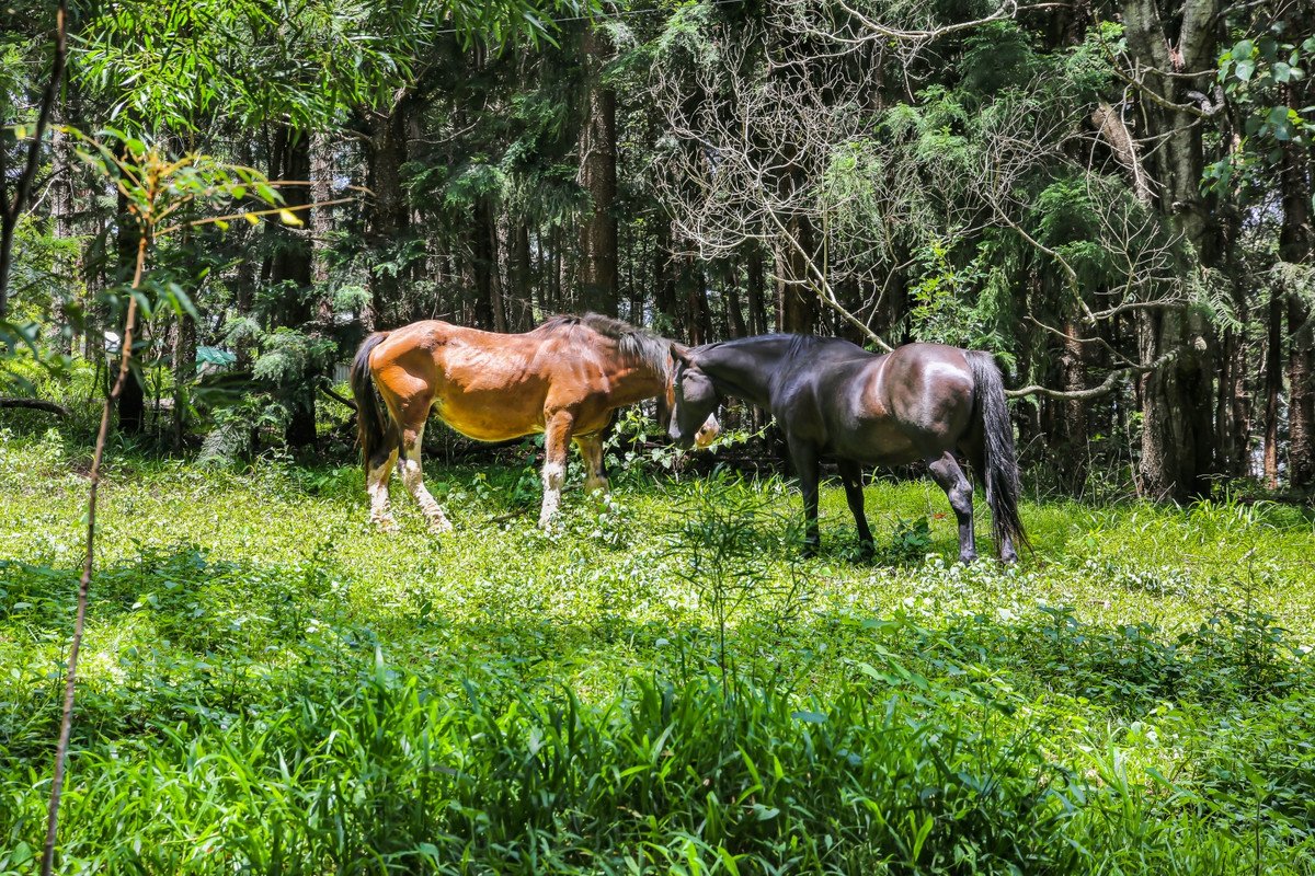 1263 Currumbin Creek Road Currumbin Valley 6