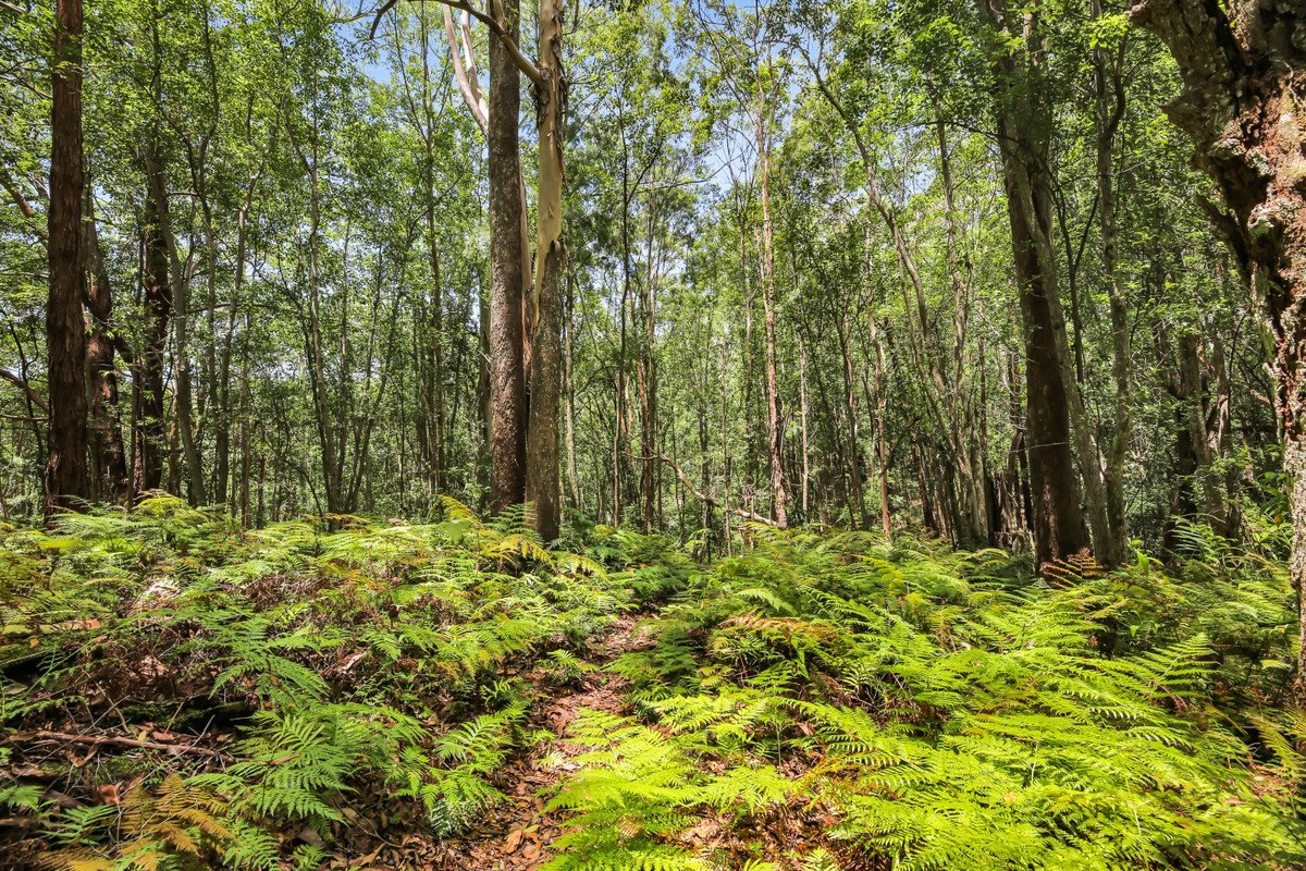 1263 Currumbin Creek Road Currumbin Valley 19