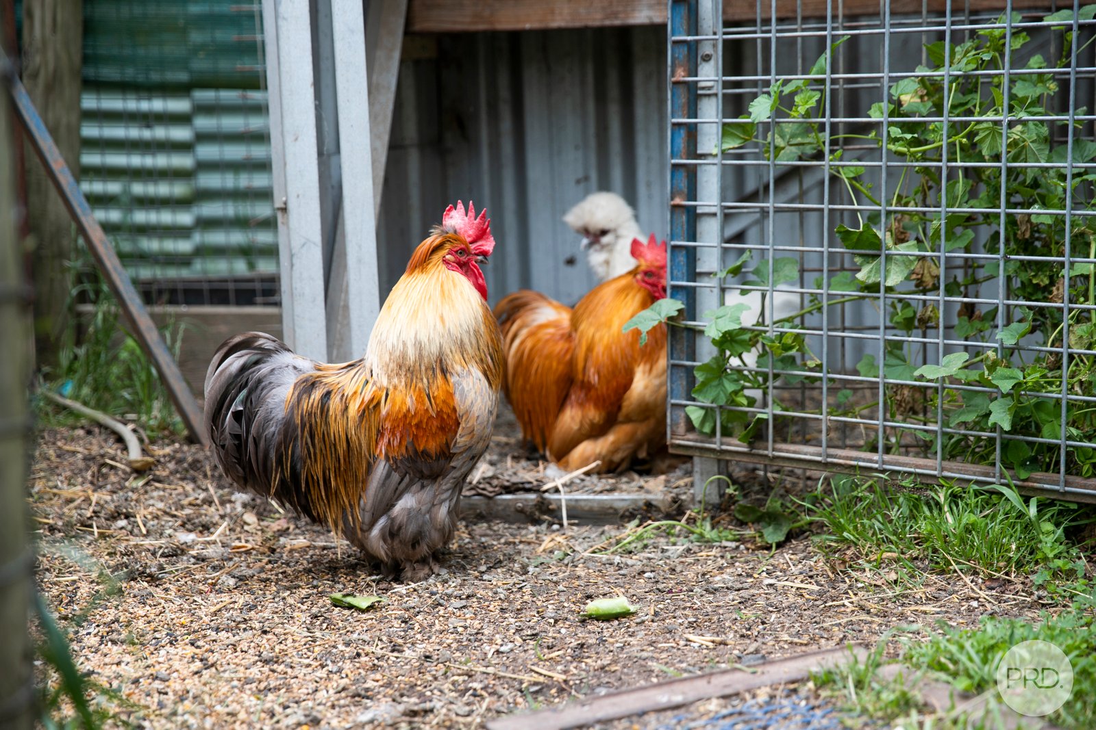 129 Ballanee Road BALLAN 17