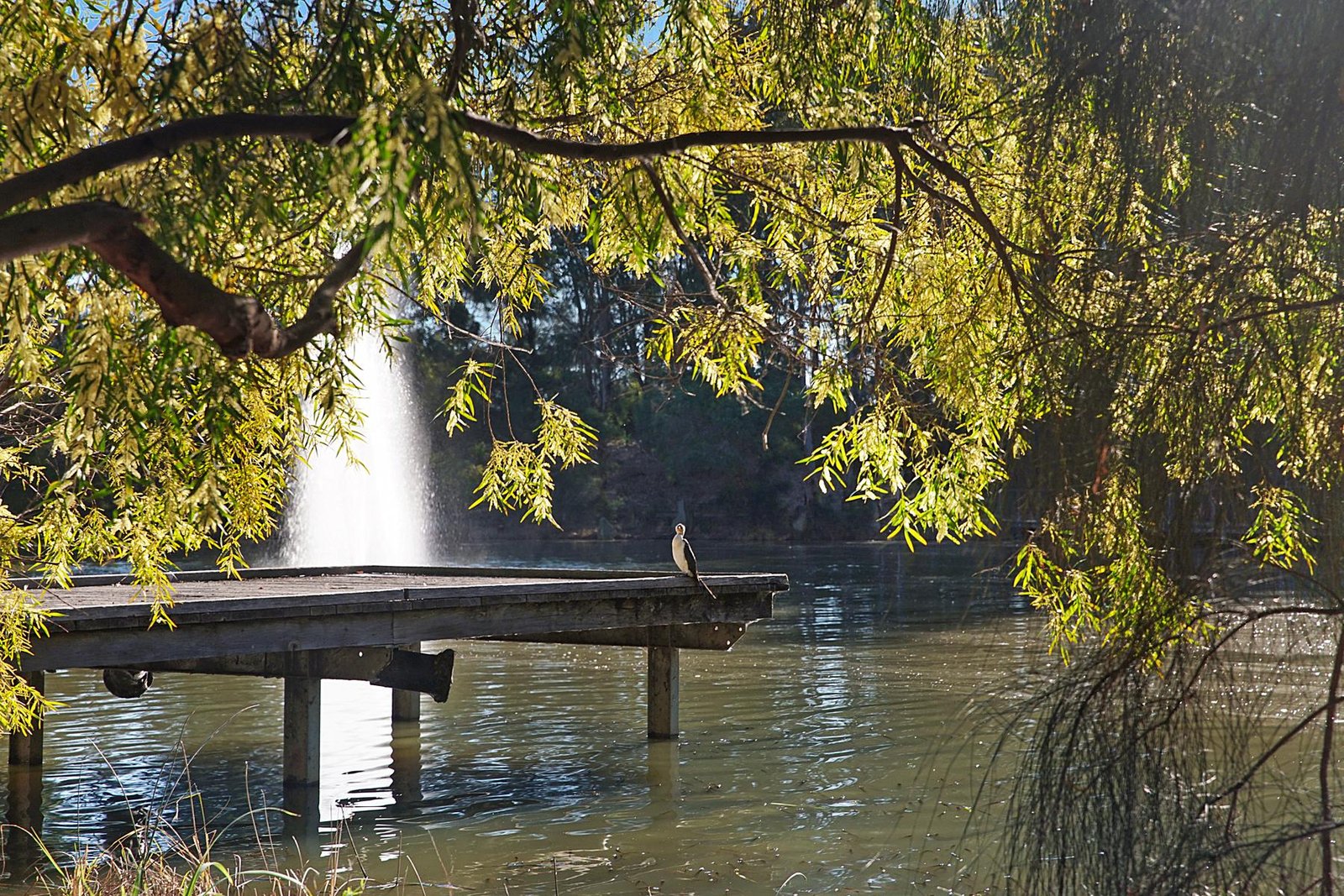 13 Guillemot Street CRANEBROOK 20