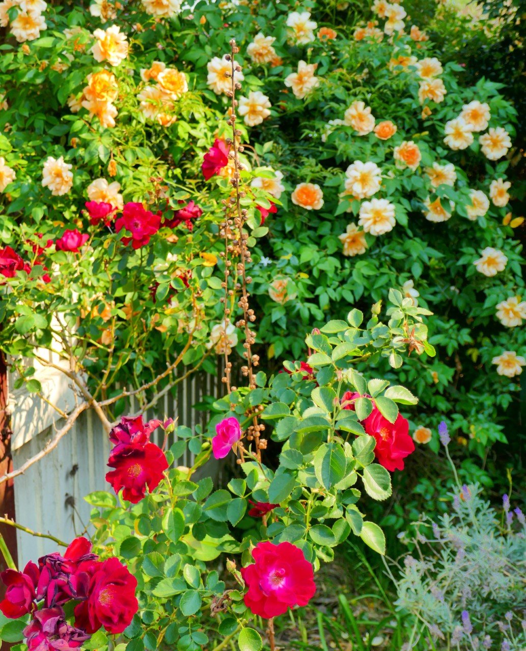 13 Regent Street MAITLAND 30