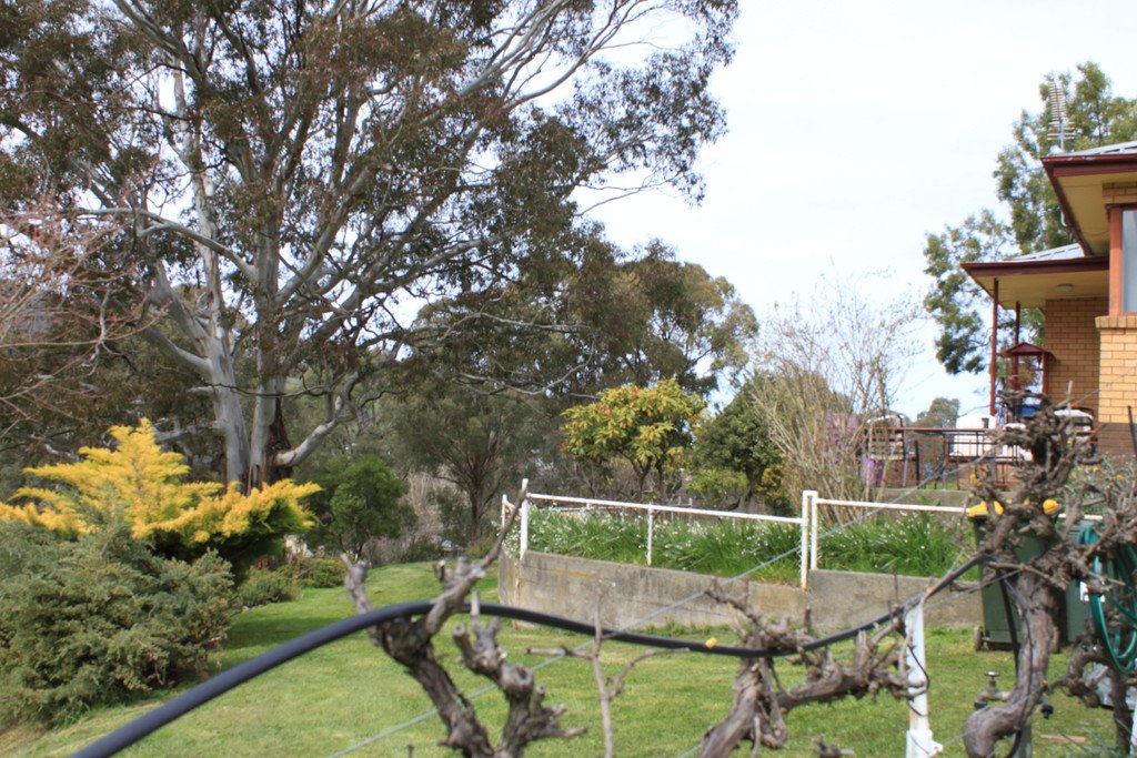 131 Batlow Road TUMBARUMBA 16