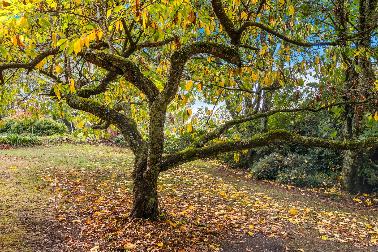 Real Estate and Property in 131 Shannons Lane, Kerrie, VIC