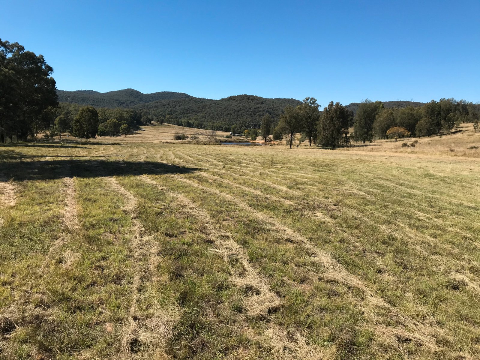 1311 Giants Creek Road GIANTS CREEK 19