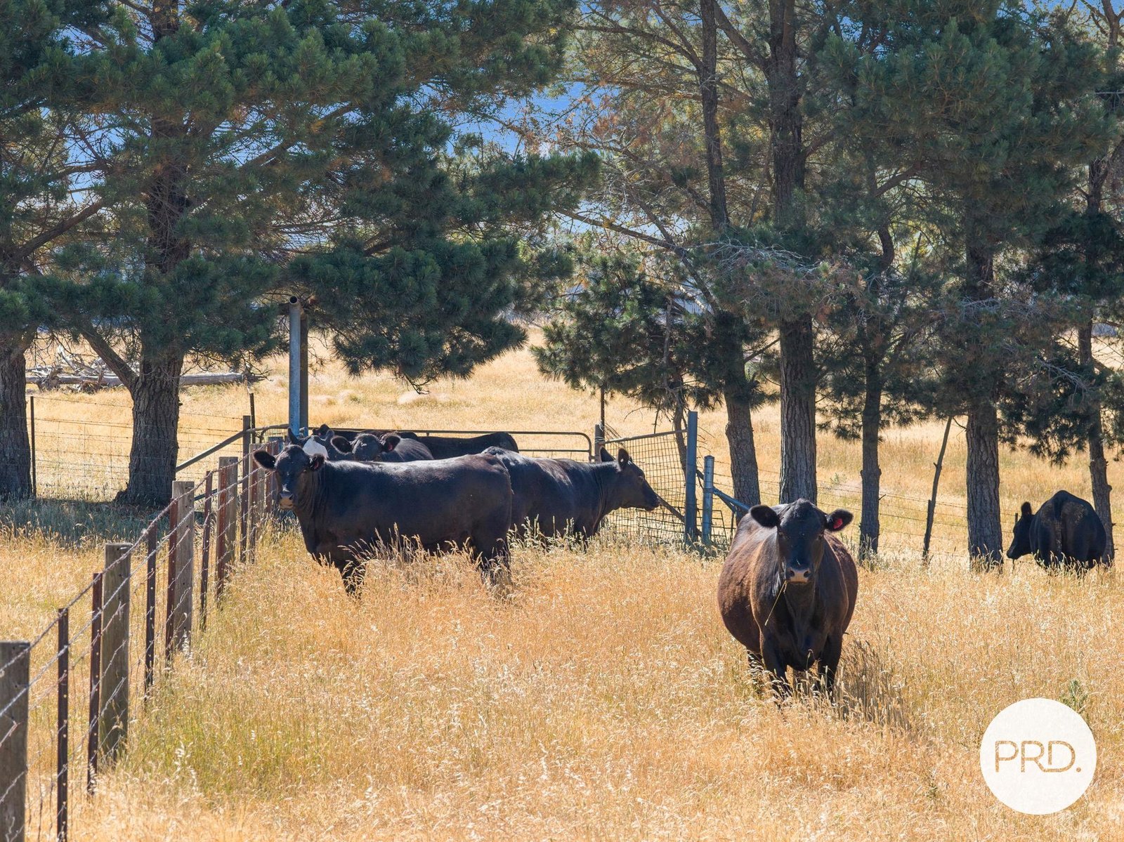 1349 Bungendore Road BYWONG 19
