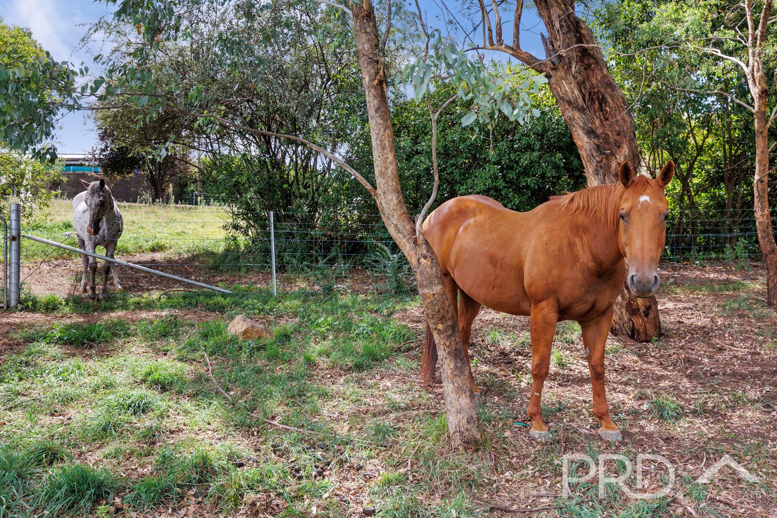 138 Lambie Street TUMUT 23