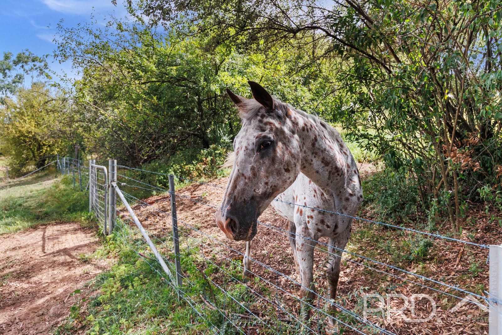 138 Lambie Street TUMUT 24