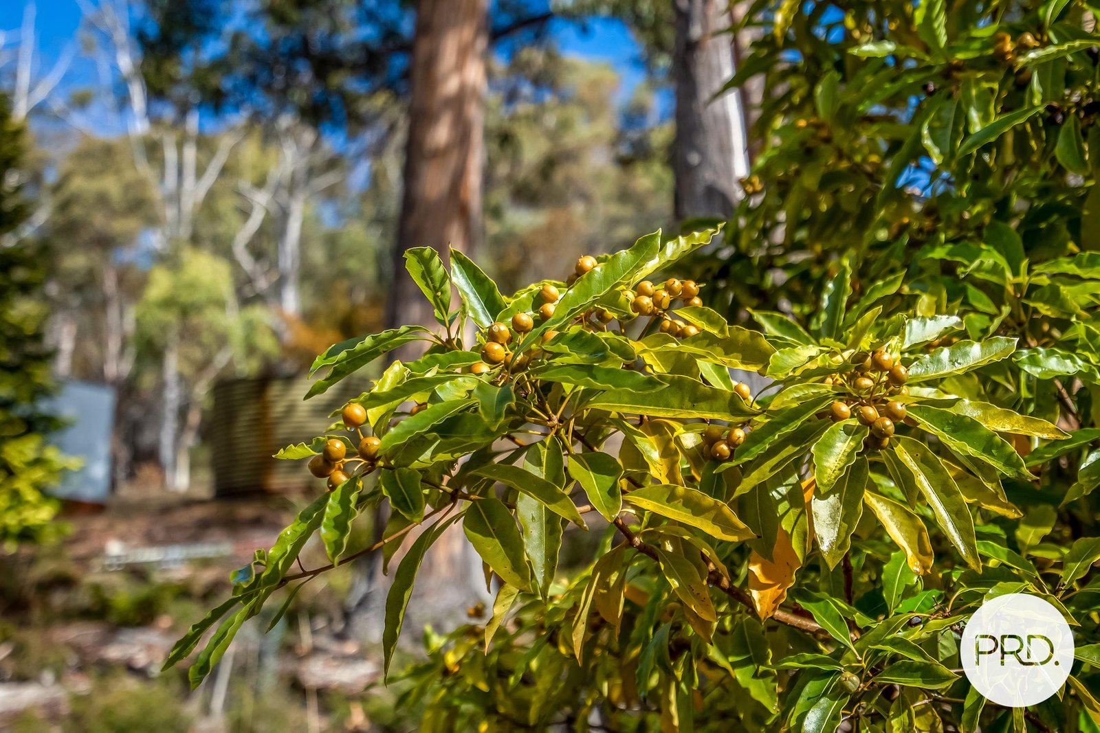 139 Jefferys Track LACHLAN 20