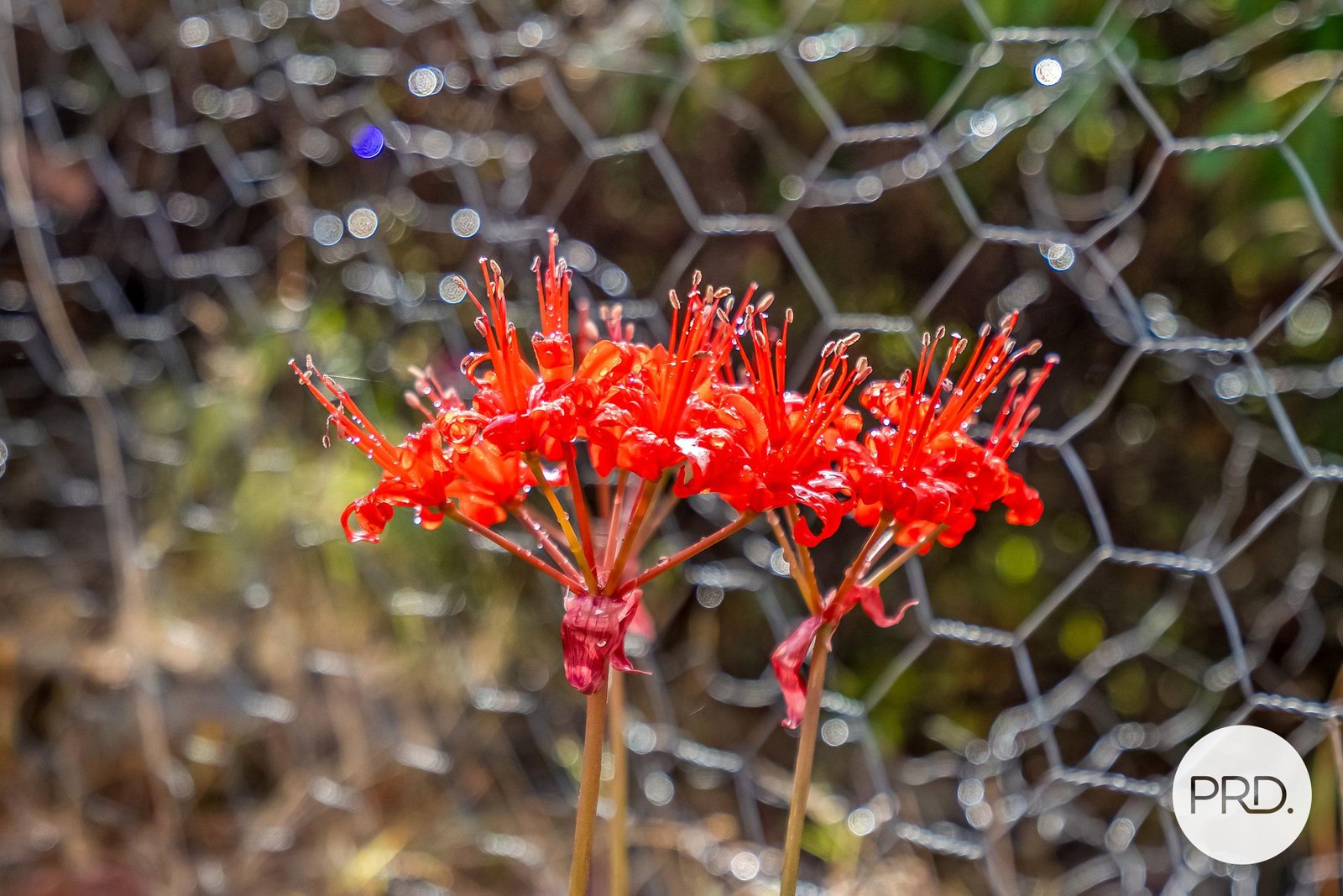 139 Jefferys Track LACHLAN 22