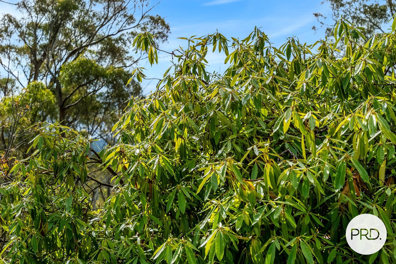 139 Jefferys Track LACHLAN 26
