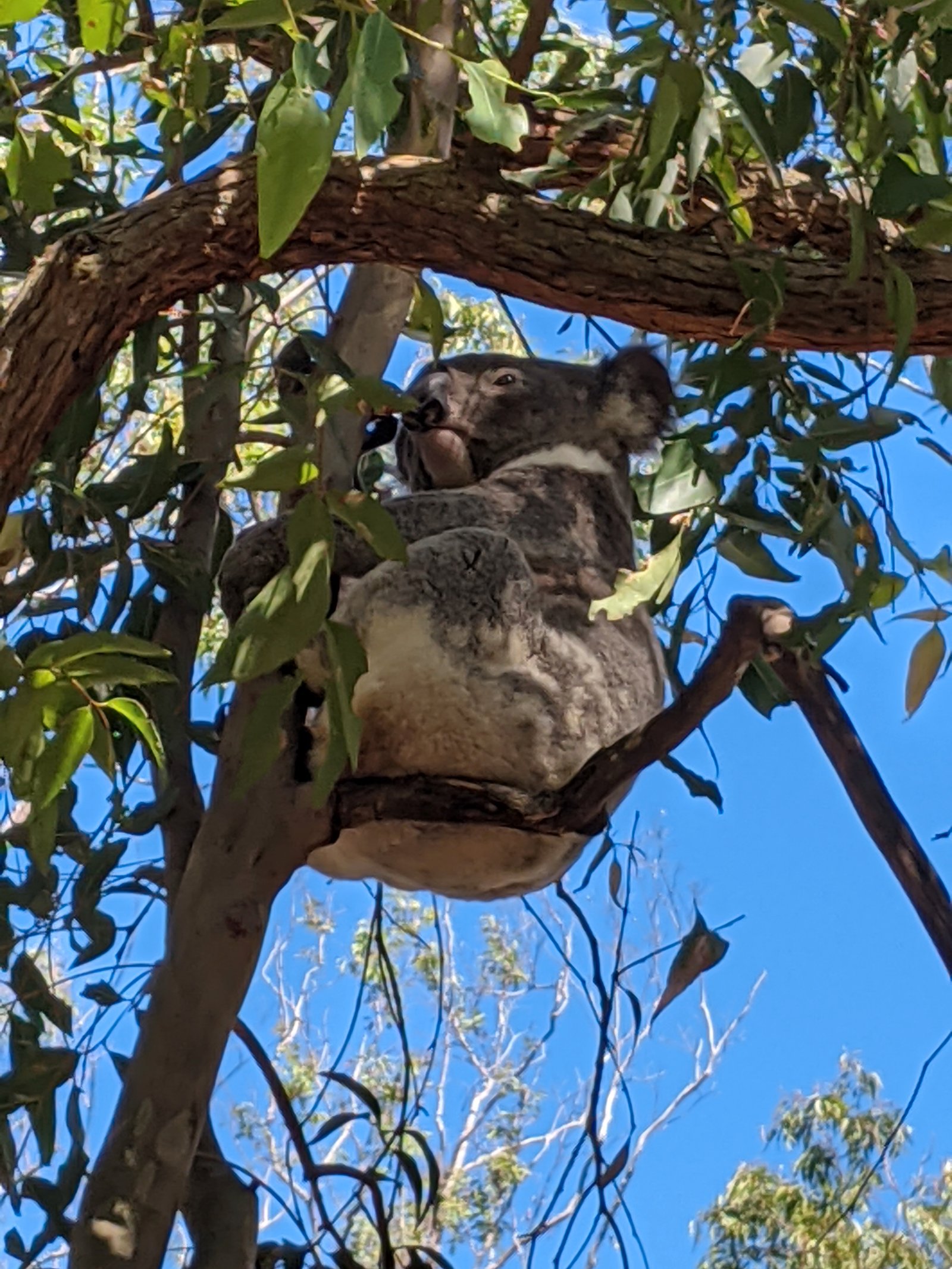 1391 The Branch Lane NORTH ARM COVE 3