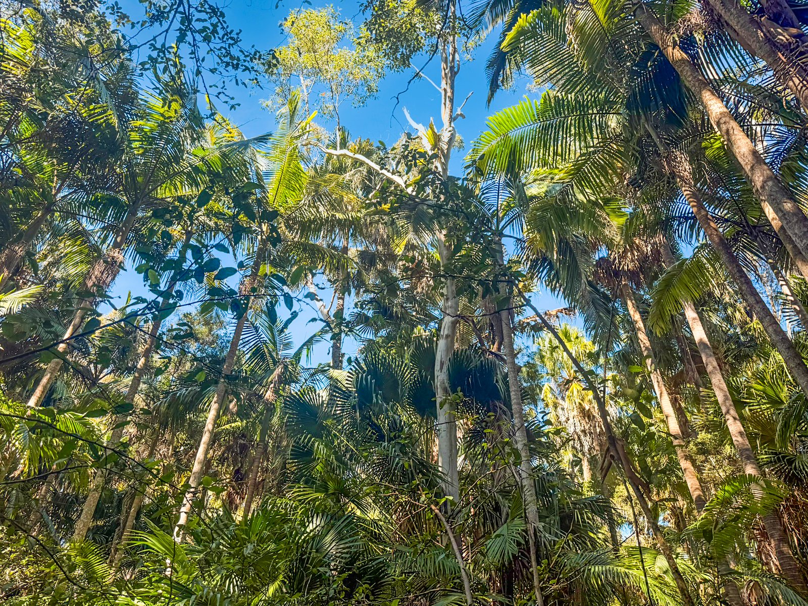 14 Alkina Avenue PORT MACQUARIE 9