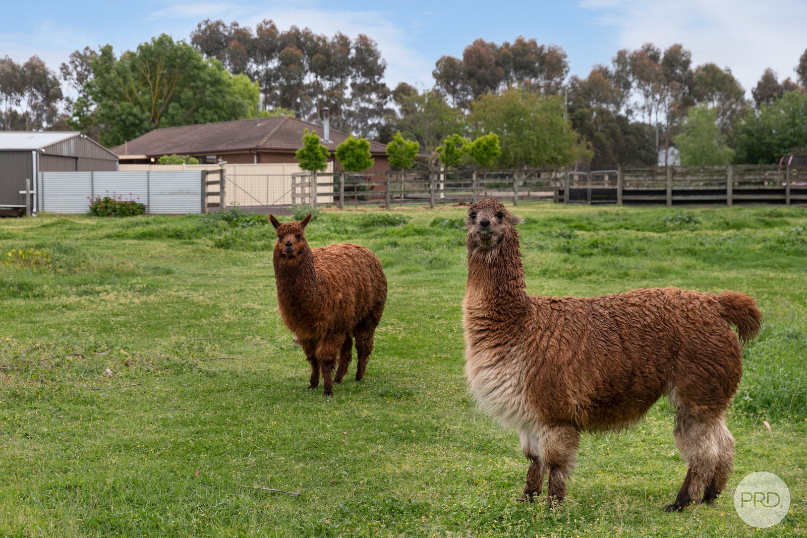 14 Camperdown-Lismore Road LISMORE 18