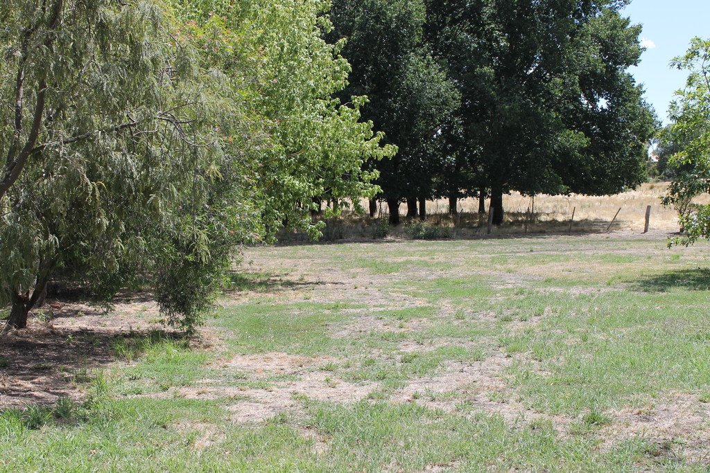 14 Elizabeth Street ALLENDALE 6