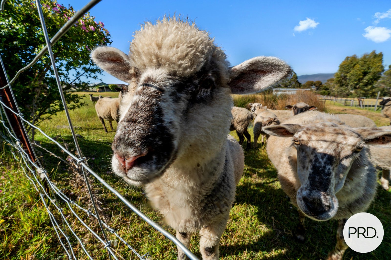 141 Saddle Road MAGRA 6