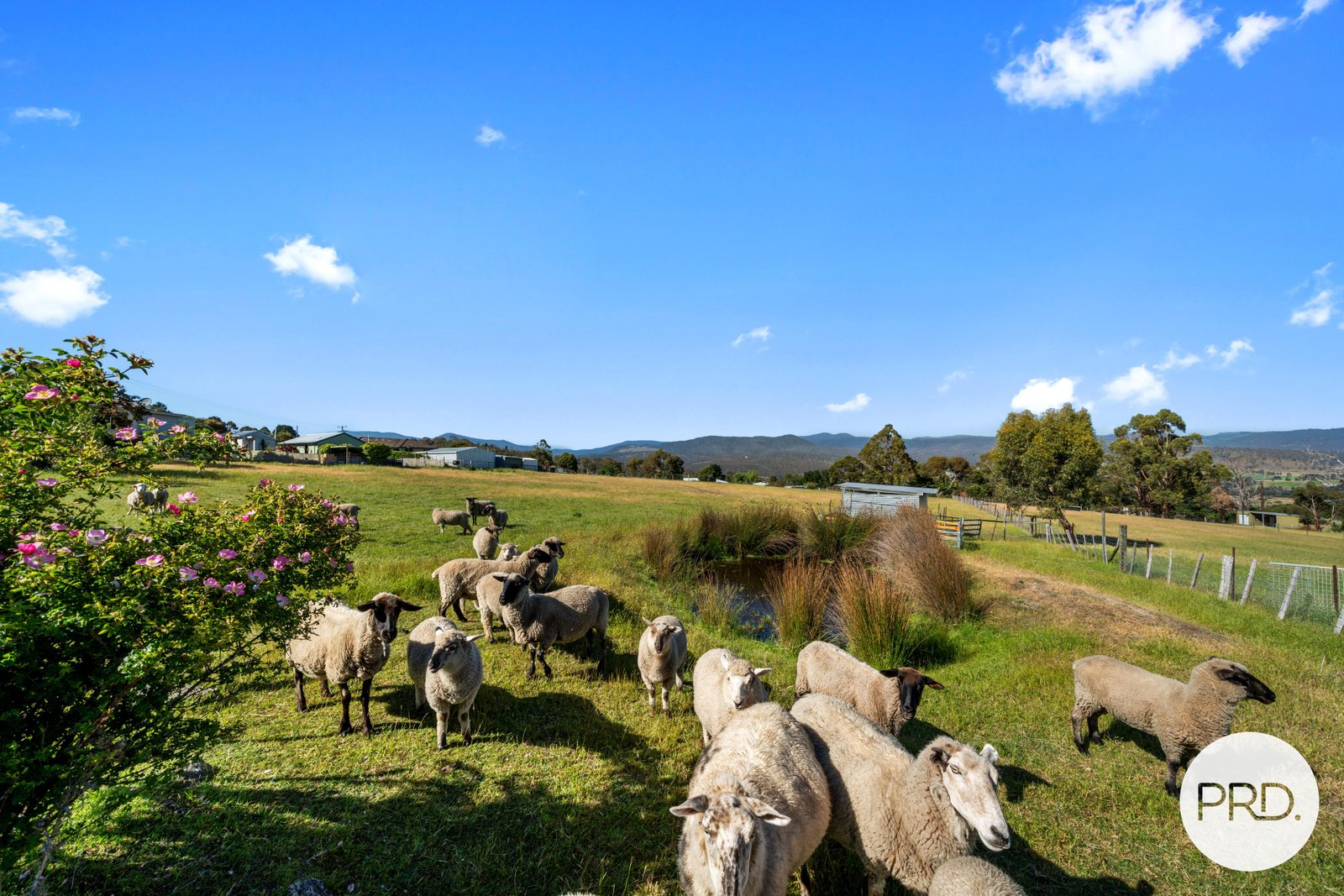 141 Saddle Road MAGRA 7