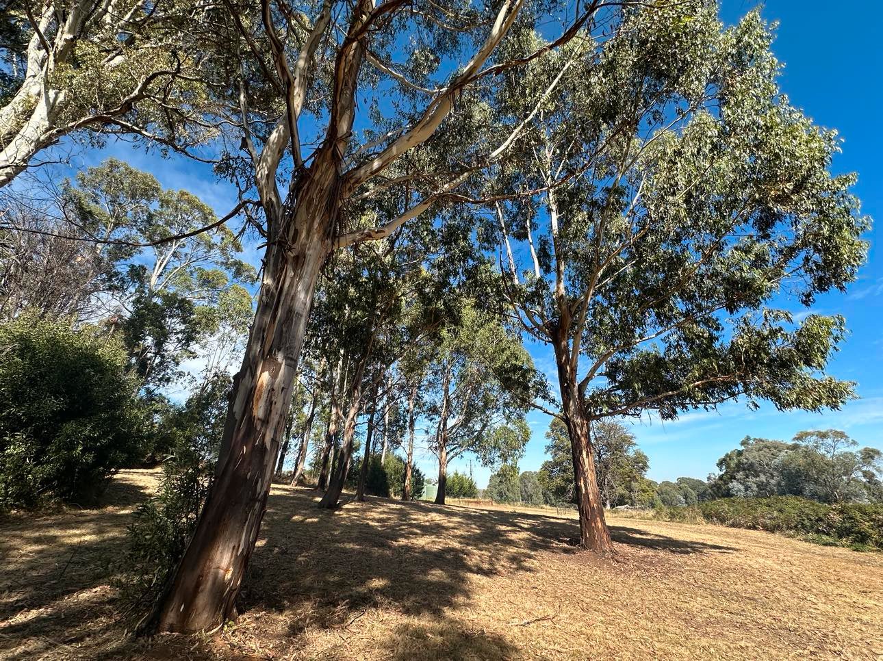 1438 Batlow Road TUMBARUMBA 8