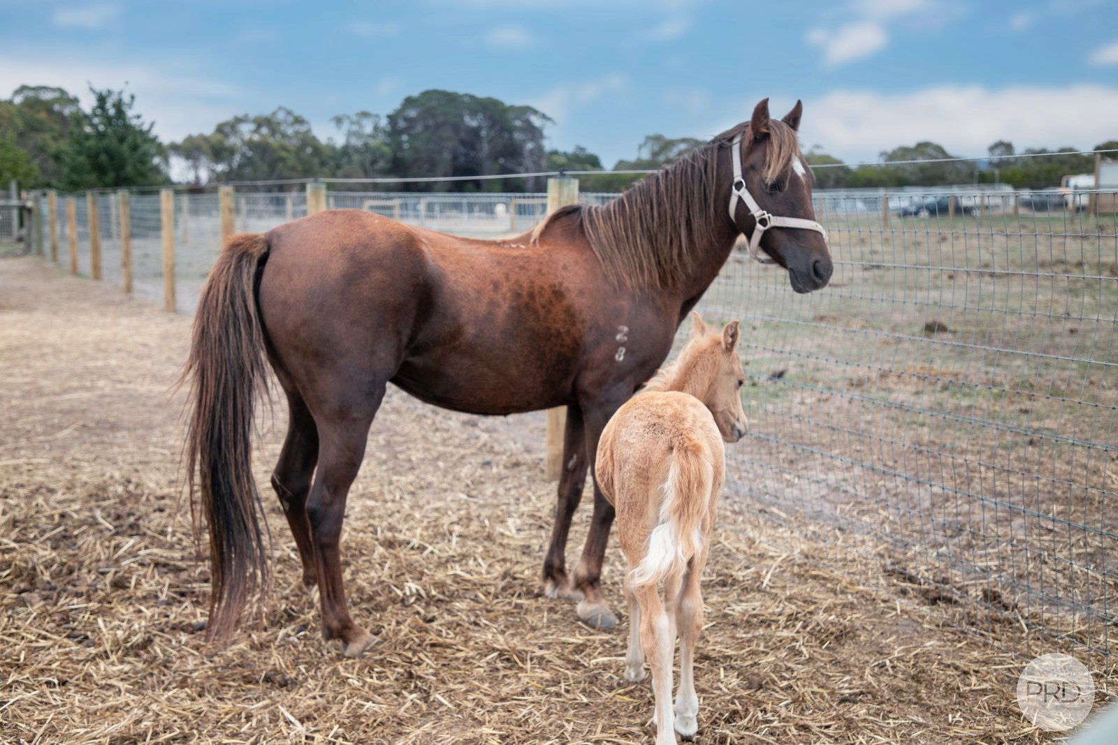 145 Derwent Jacks Road BERRINGA 21