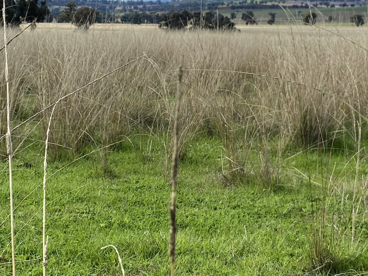 1487 Longs Corner Road CANOWINDRA 11