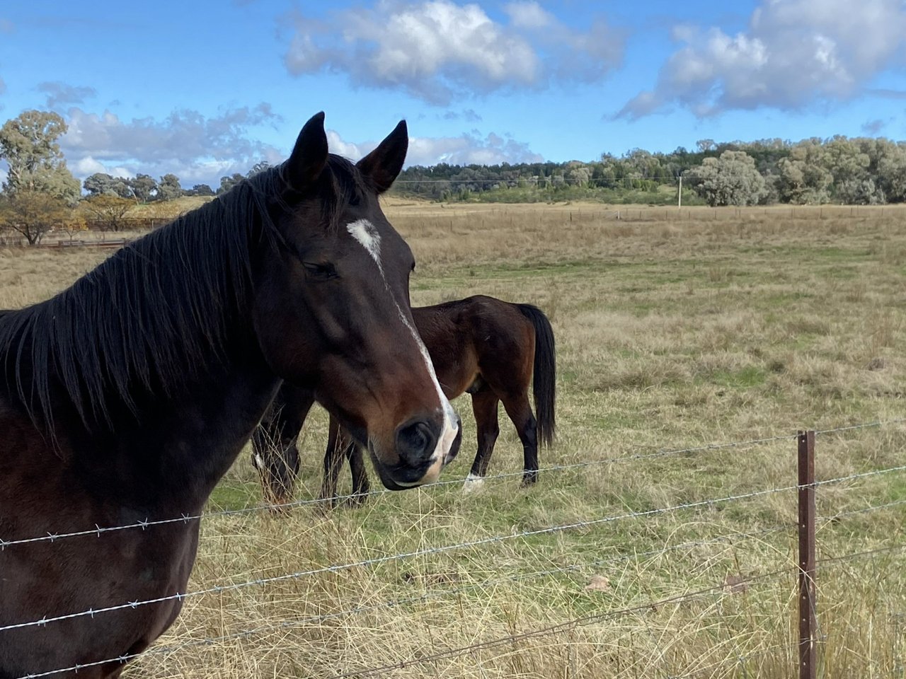 1487 Longs Corner Road CANOWINDRA 12