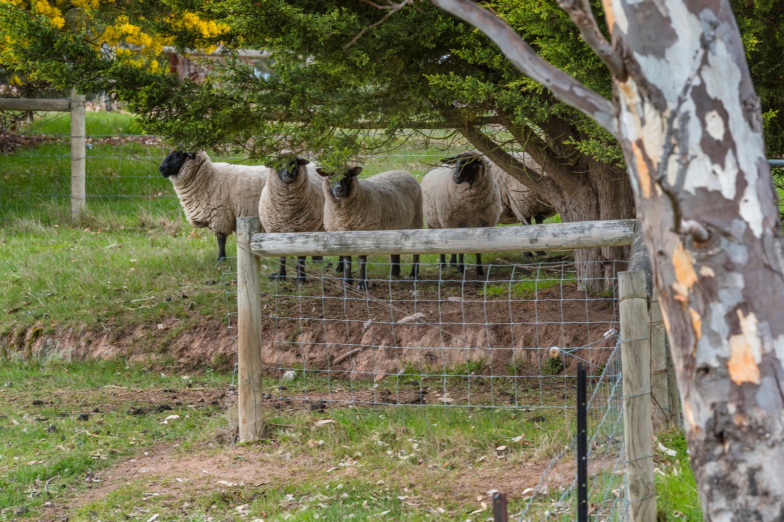 Real Estate and Property in 15 Balls Lane, Kyneton, VIC