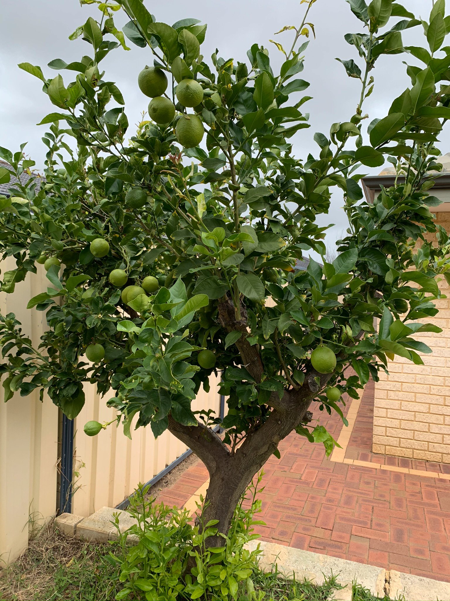 15 Salmond Turn WANNEROO 32