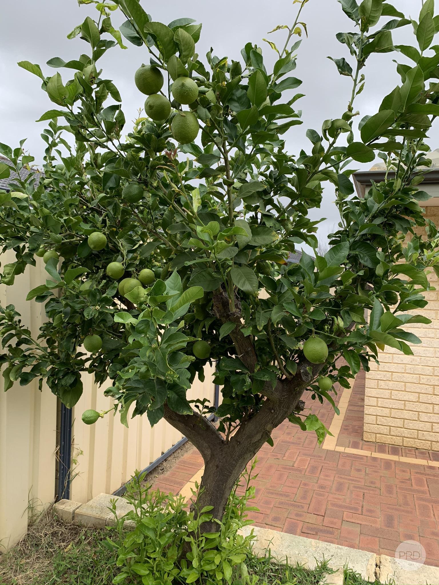 15 Salmond Turn WANNEROO 32