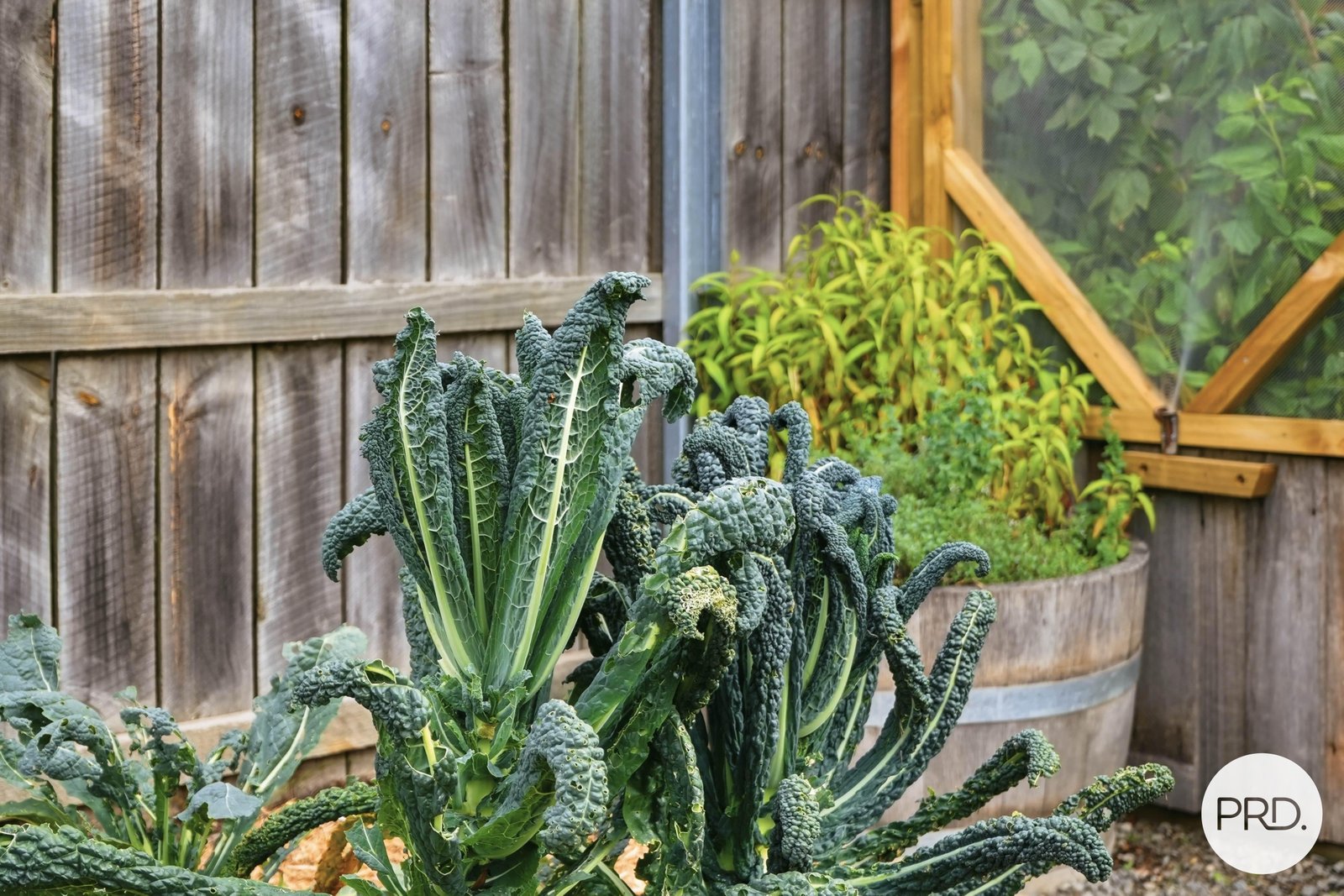 15 Thistle Down  HUNTINGFIELD 21