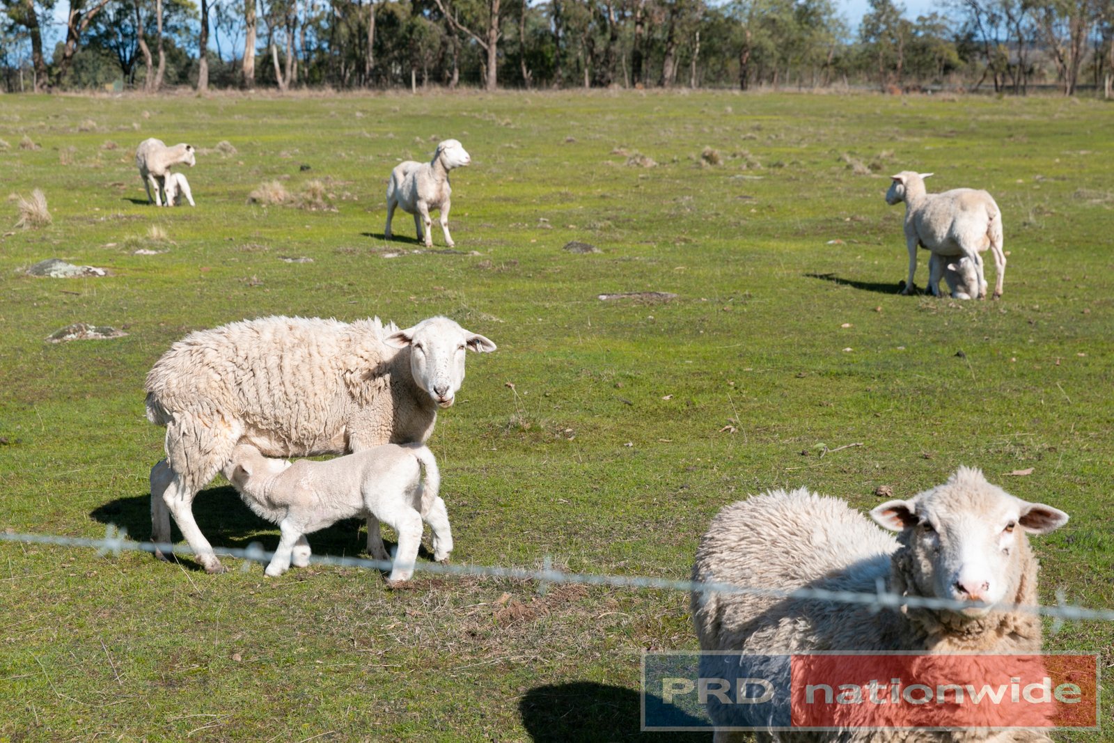 15 Wattle Flat Road WATTLE FLAT 17