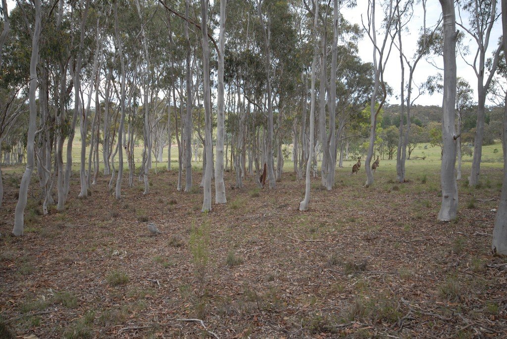 155b Woolshed Lane WAMBOIN 16