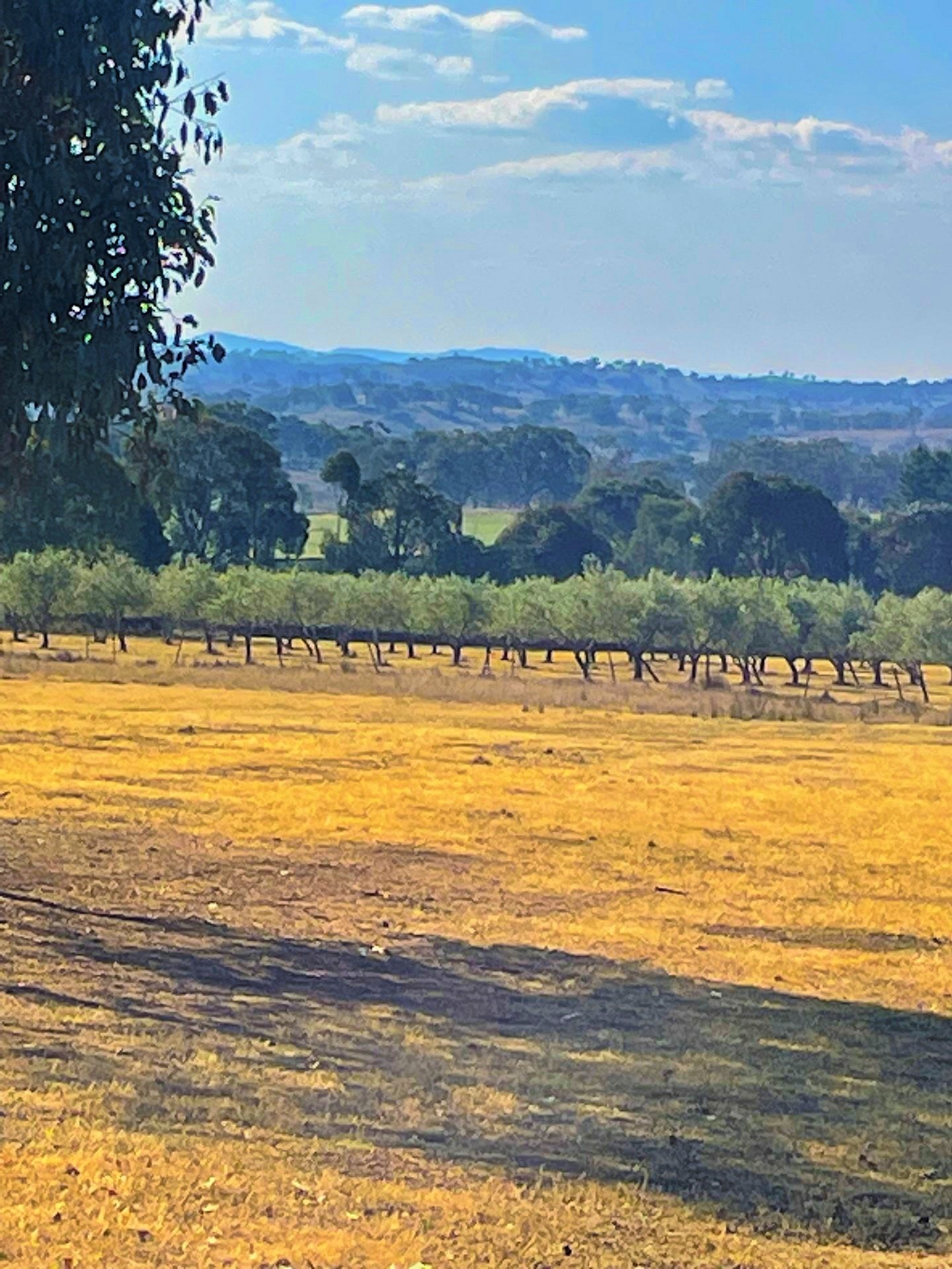 156 Avoca Road STUART TOWN 22