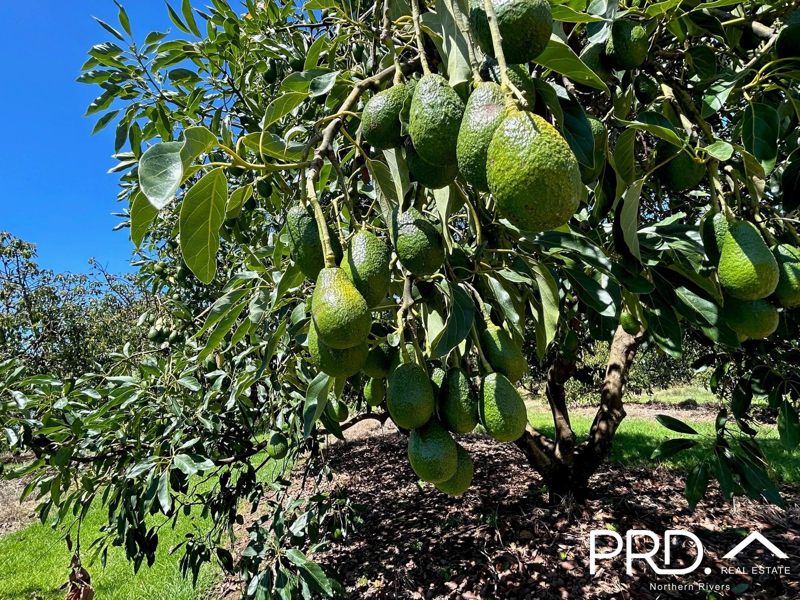 158 Crescent Hills Road TABULAM 4