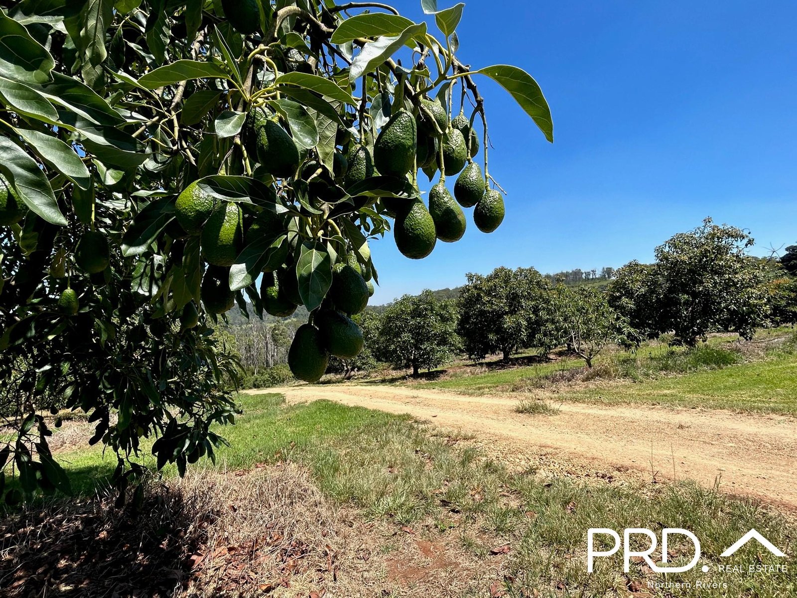 158 Crescent Hills Road TABULAM 10