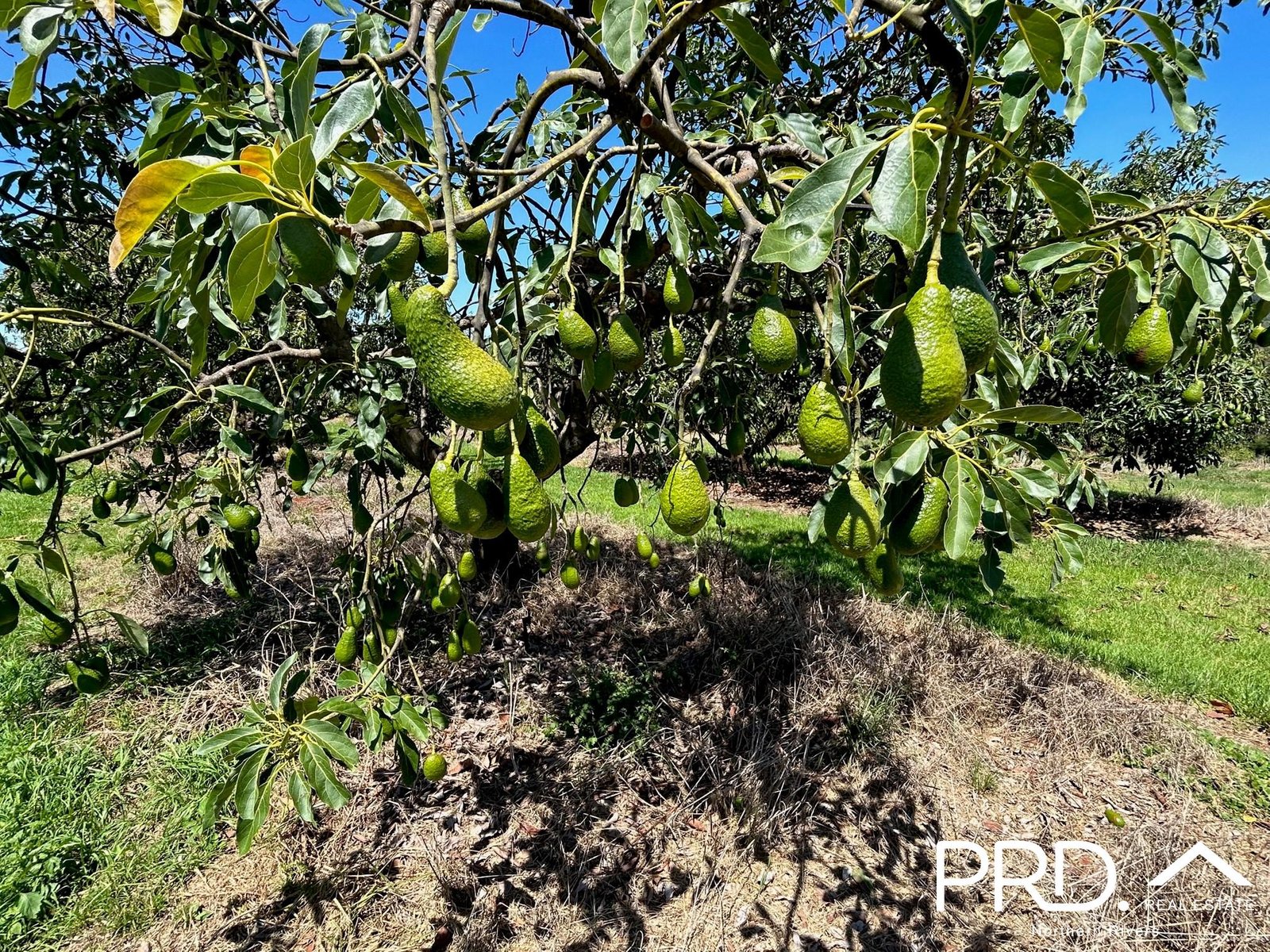 158 Crescent Hills Road TABULAM 17