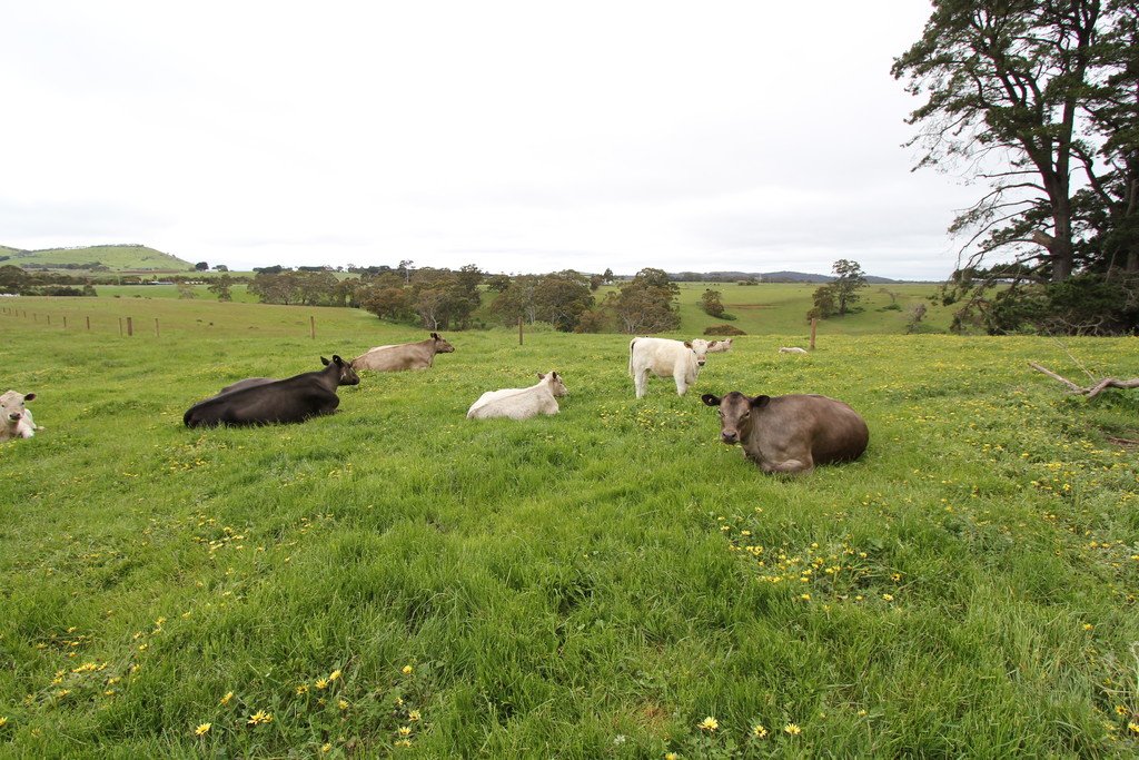 159 Spreadeagle Road MILLBROOK 20